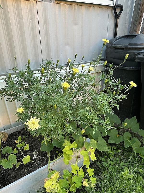 Ferry-Morse Marigold Seeds 300 Milligram(s) in the Flower Seeds