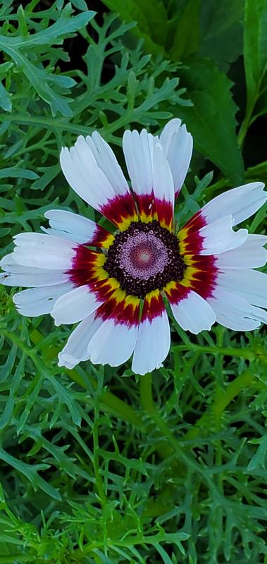 Photo - commentaire&nbsp;5.