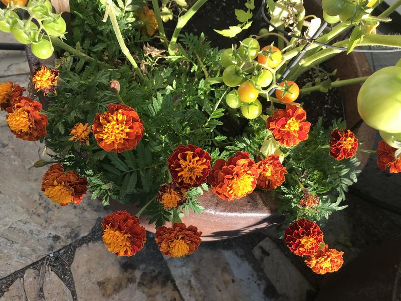 Nasturtiums and cherry tomatoes