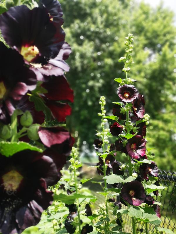 July 2022 2nd year SW Ontario