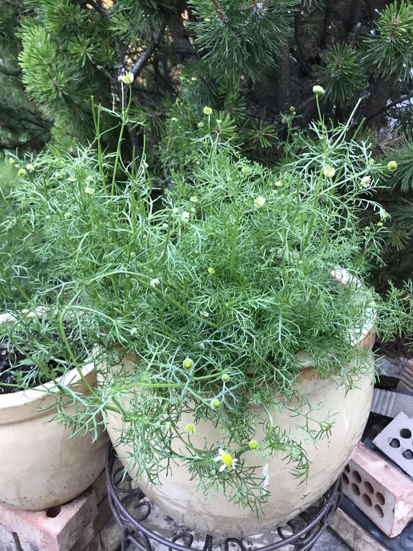 Flowering buds everywhere