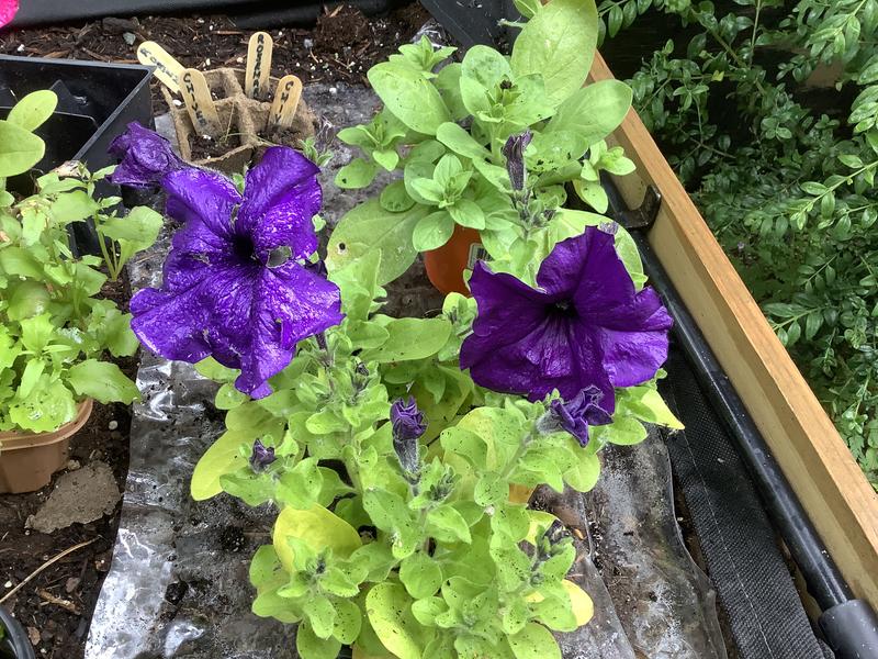 My plants