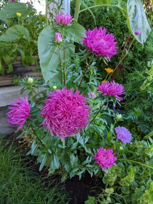 Photo - commentaire 3.