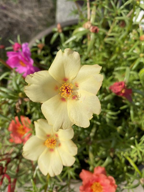 Photo - commentaire&nbsp;8.