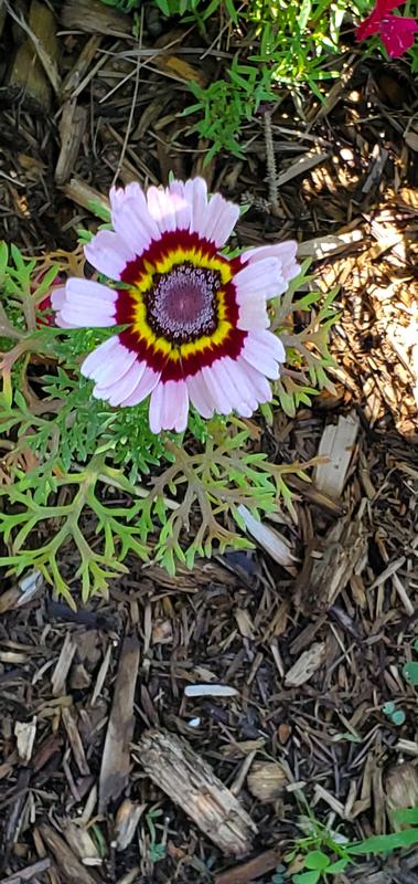 Photo - commentaire&nbsp;6.