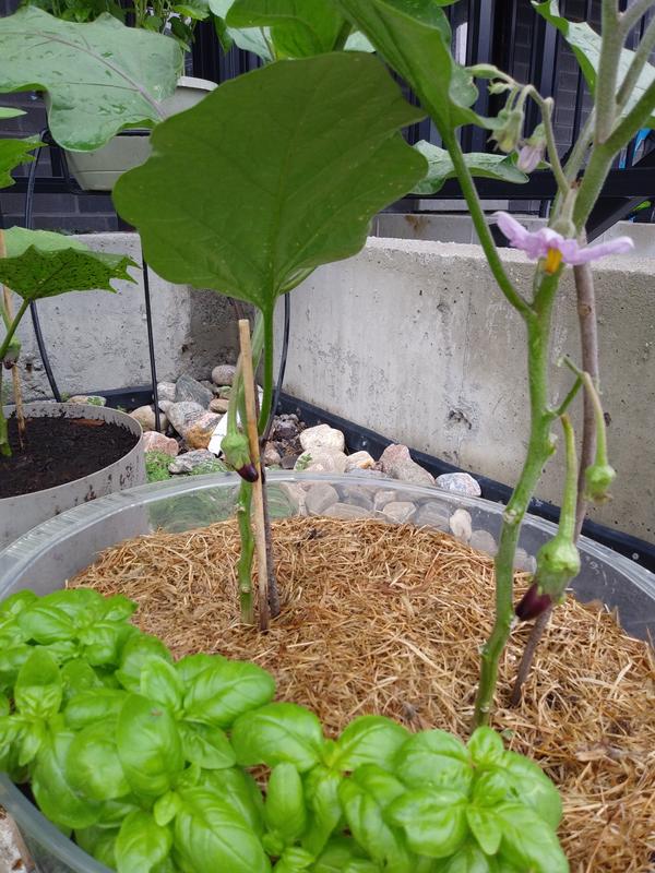 Couple weeks after transplant