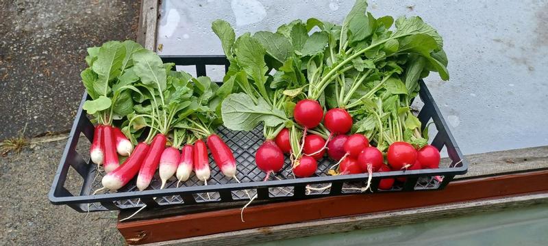 with  cherry bell  same product