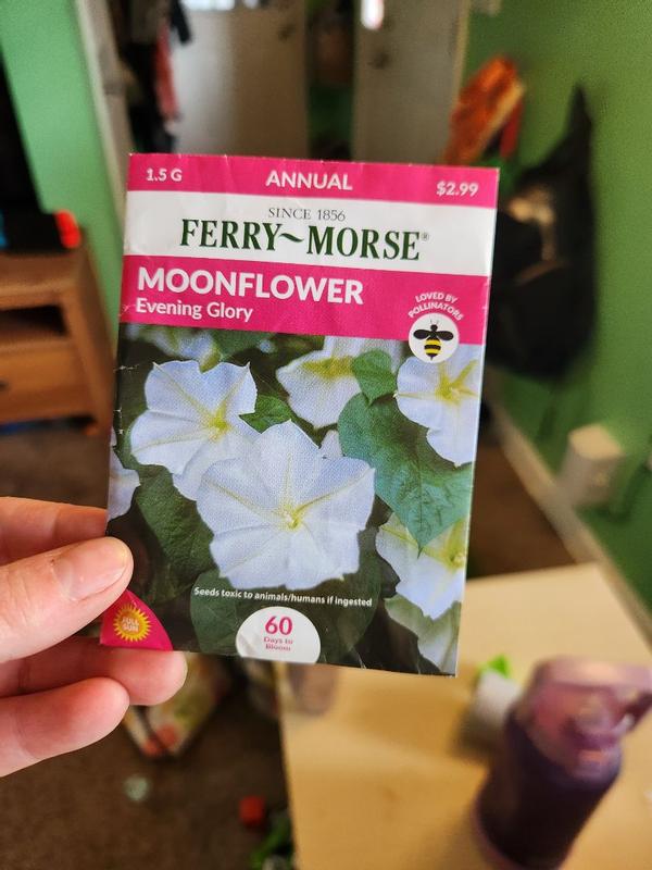 Ferry-Morse Moonflower Seeds 2.6 Gram(s) in the Flower Seeds department at  Lowes.com