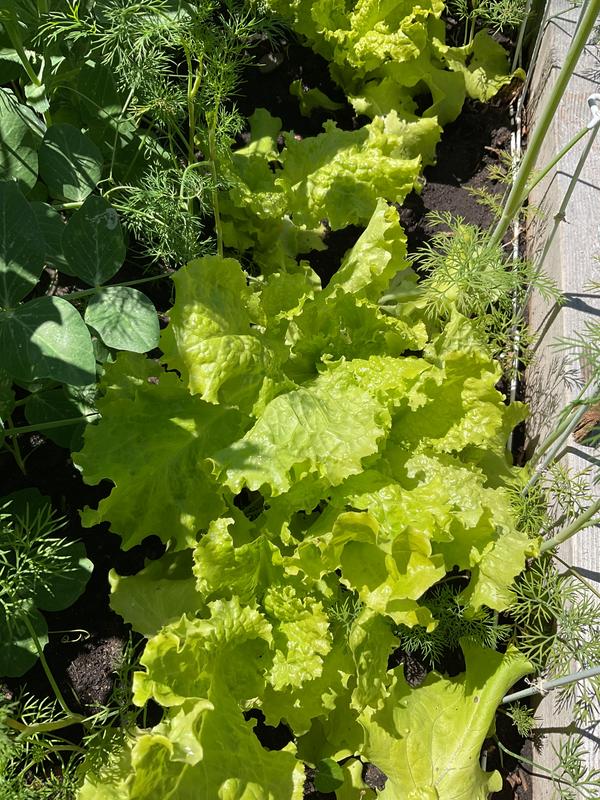 Photo - commentaire&nbsp;4.