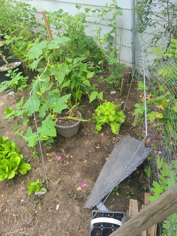 Photo - commentaire&nbsp;2.