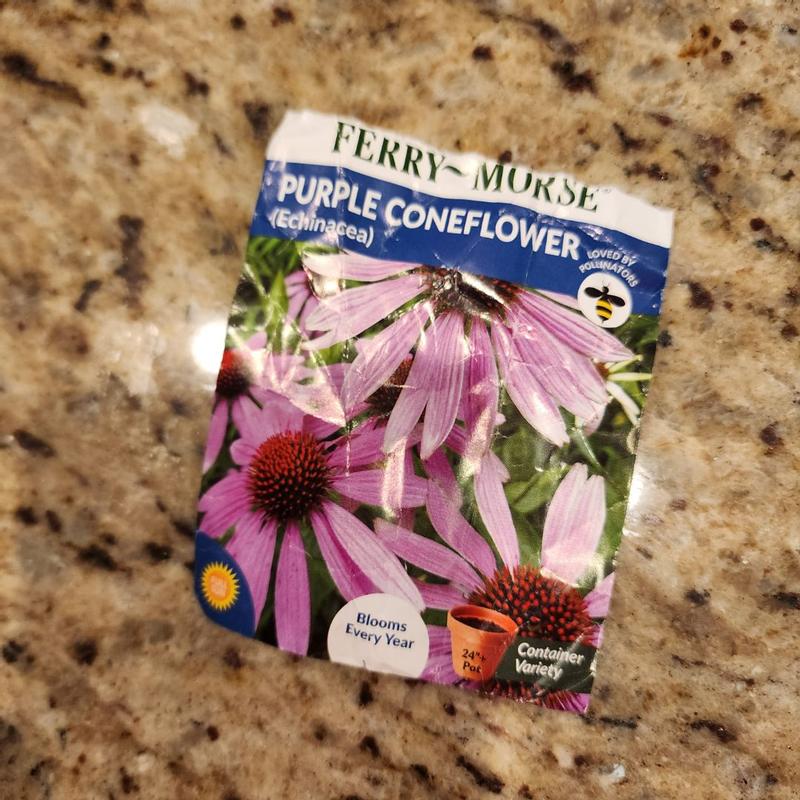 Ferry-Morse Echinacea Seeds in the Flower Seeds department at Lowes.com