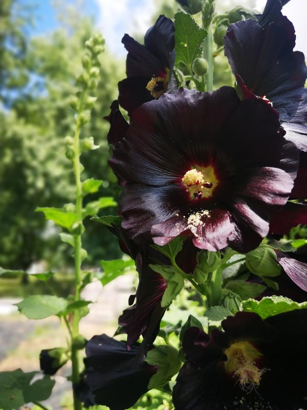 2nd year SW Ontario ( first year with flowers)