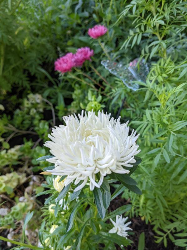 Photo - commentaire 4.