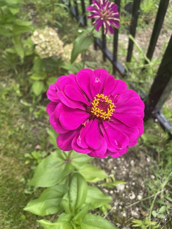 Zinnia bliss