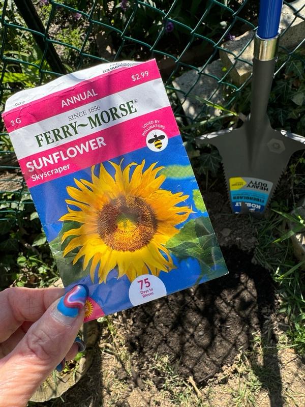 Ferry-Morse Sunflower Seeds 5.3 Gram(s) in the Flower Seeds