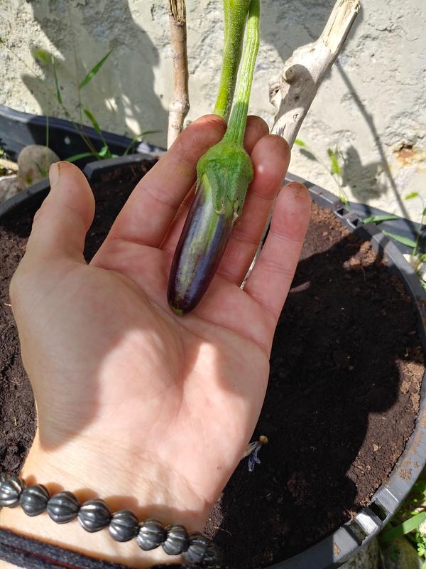 The cutest lil baby eggplant, but it's my first so of course it's cute!