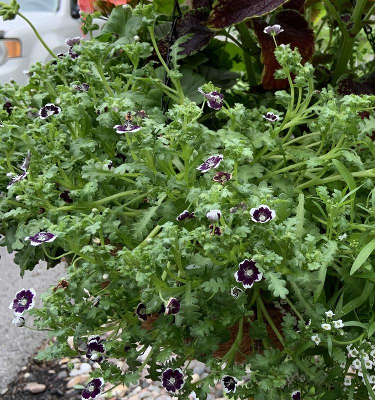 Nemophila Seeds Penny Black Mckenzie Seeds