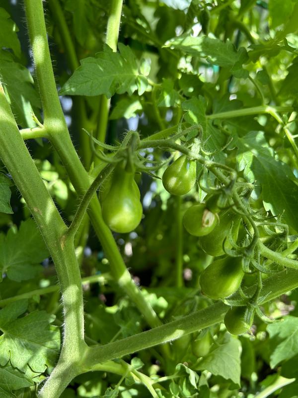 Photo - commentaire 2.