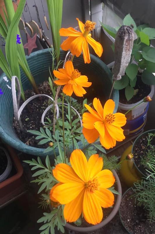 Photo - commentaire&nbsp;2.