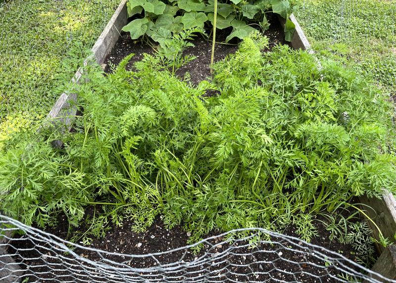 Photo - commentaire 4.