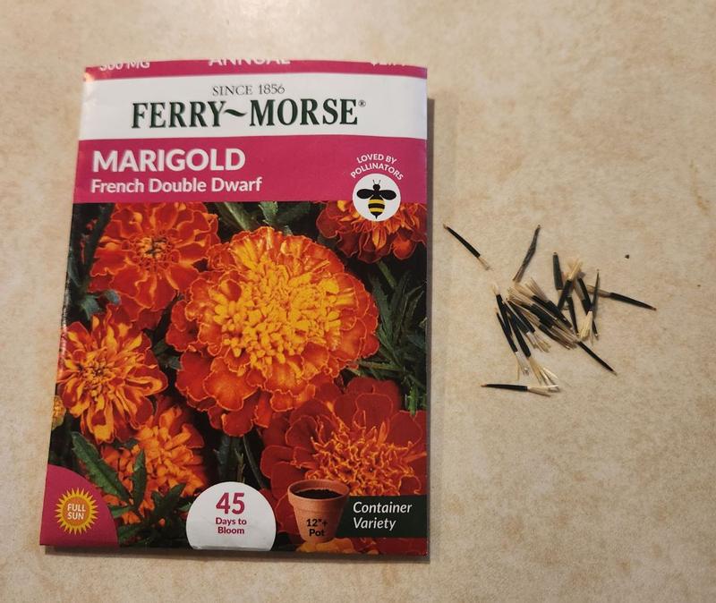 Ferry Morse French Double Dwarf Marigold - 6020 | Blain's Farm & Fleet