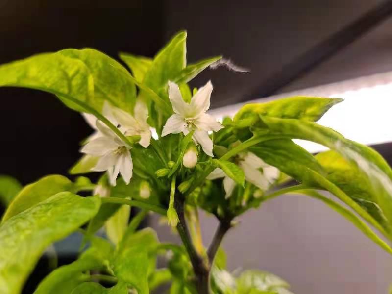 Photo - commentaire&nbsp;8.