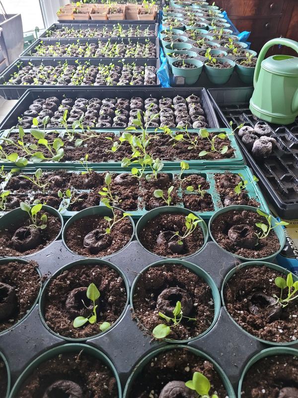 Photo - commentaire&nbsp;4.