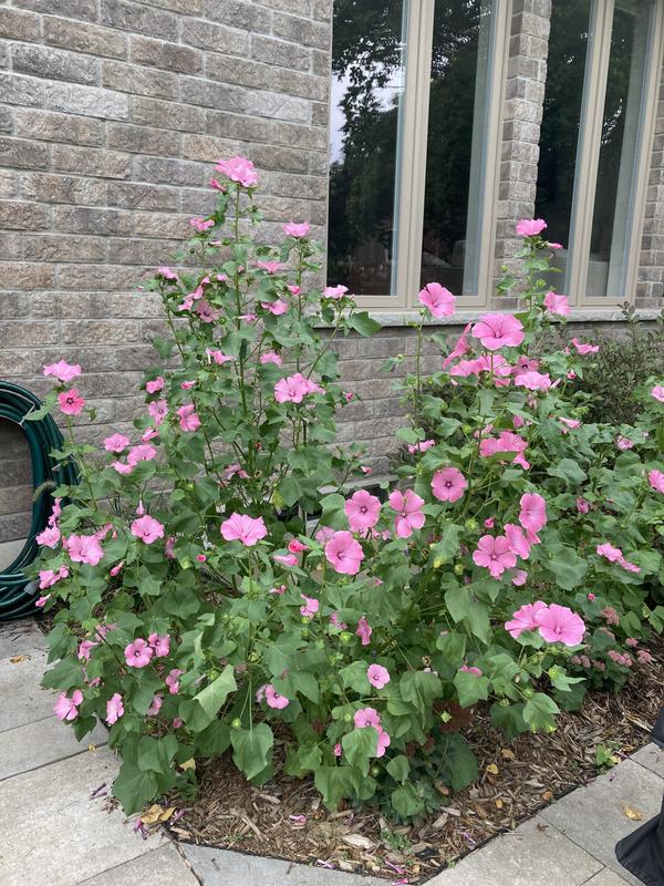 Photo - commentaire 6.