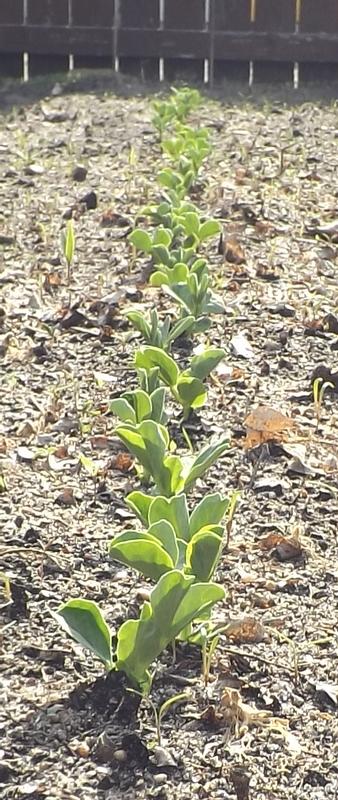 Photo - commentaire&nbsp;8.