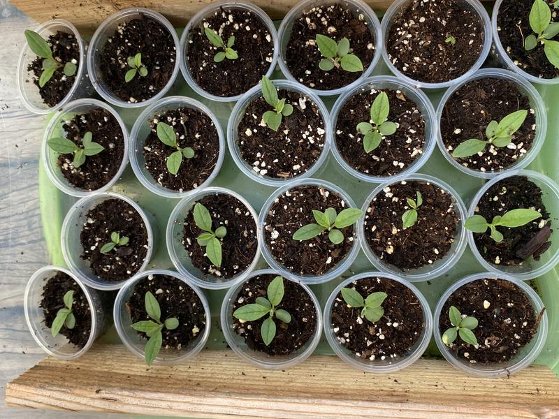 Photo - commentaire 8.