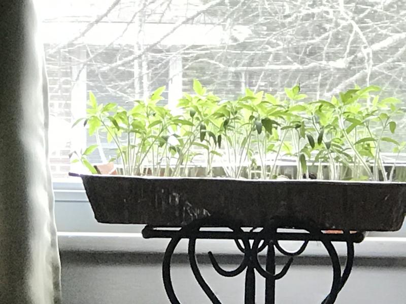 Tomatoes after 3 weeks