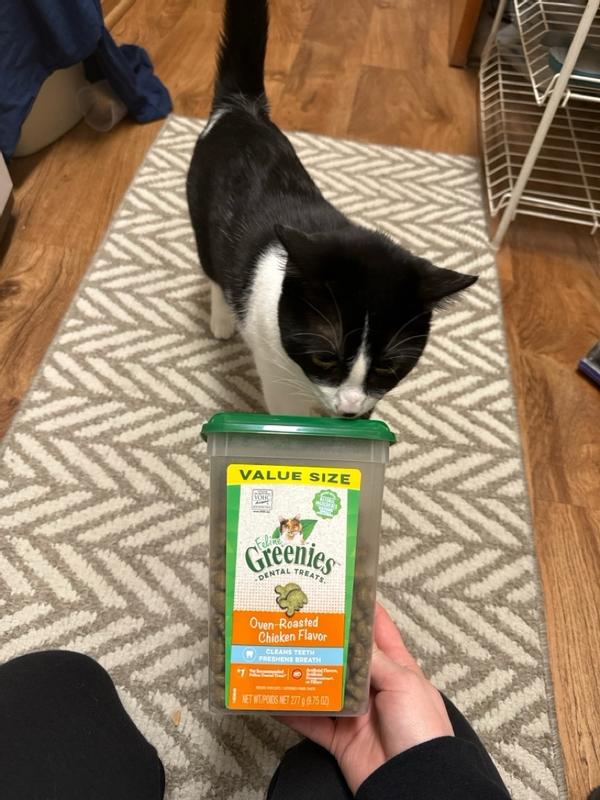 Greenies for outlet cats reviews