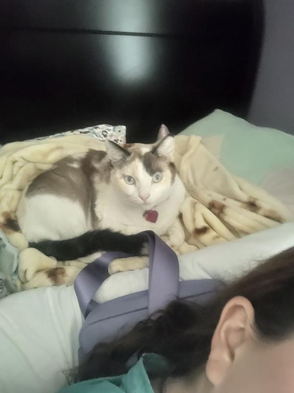 Feline Greenies Dental Treats Oven Roasted Chicken Flavor Adult