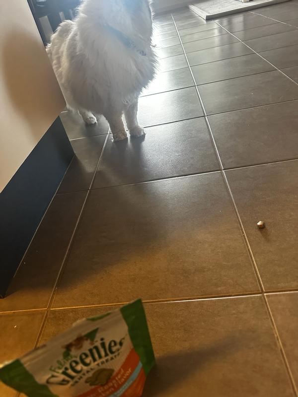 Not so happy kitty