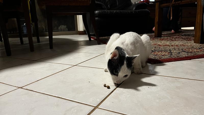 Domino eating
