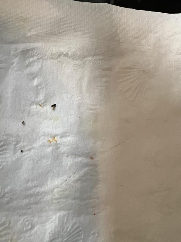 Specs of black in my eggs