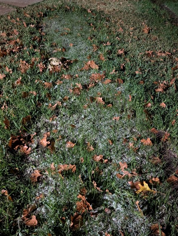 Lavender Wildflower  GrowTrax Grass