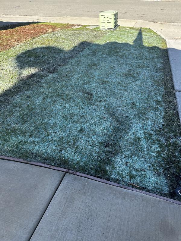 Lack of growth and patchiness