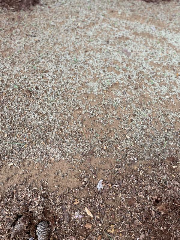 thumbnail image 2 of Growtrax Quick Fix Grass Seed Mat - 50 Sqft Roll For Year-Round Green Lawn Repair (Tall Fescue) 2 of 5