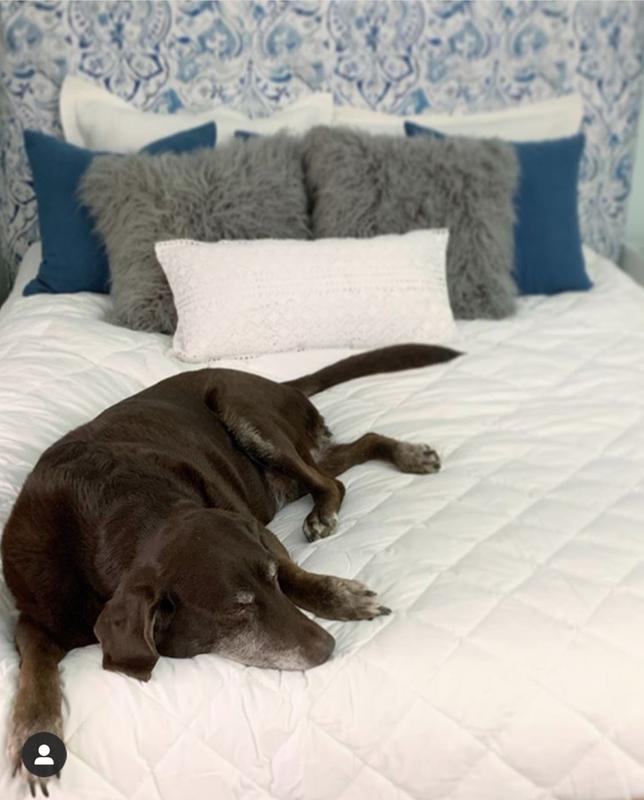 Even the dog loves this comforter!