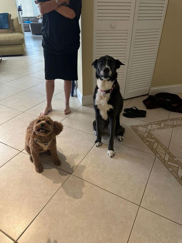 Customer photo for "Great product; subtle and long lasting. Puppy and hooman approved!"