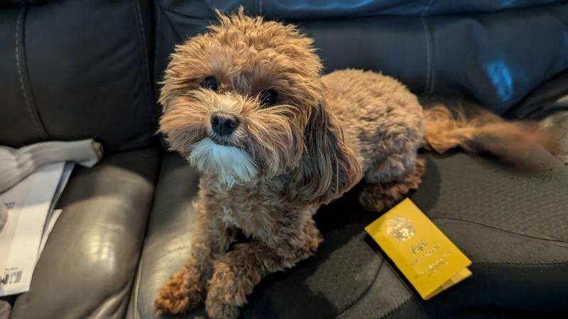 Customer photo for "Great product; subtle and long lasting. Puppy and hooman approved!"