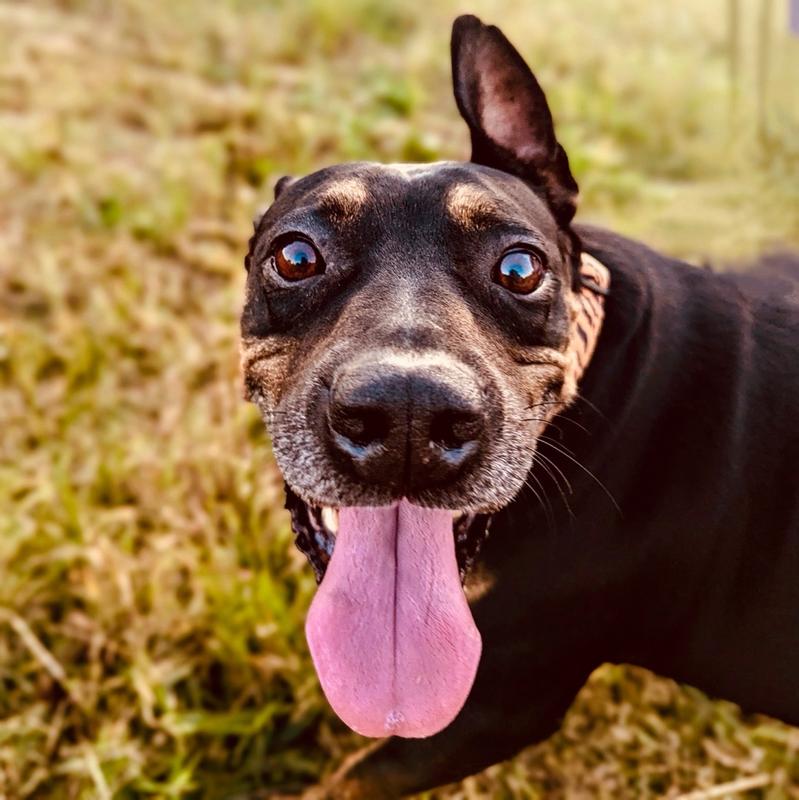 Customer photo for "Pamper Your Pup with a lux scent!"