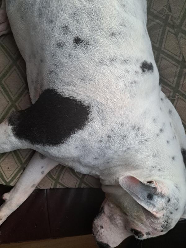 After a Powerwash Bath!