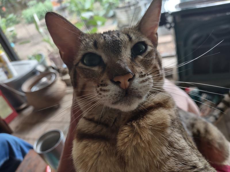 Bella frustrated waiting on turkey