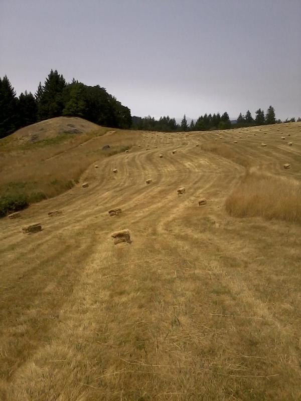 Hay fields, the DK trailer great for rounding up the odd bale after harvest.