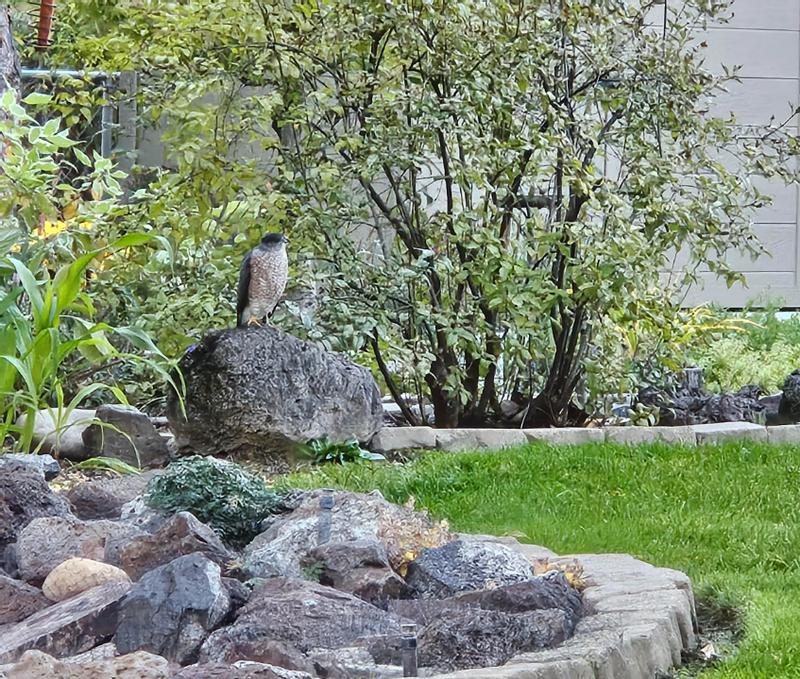 A Hawk flew down while doing the trimming