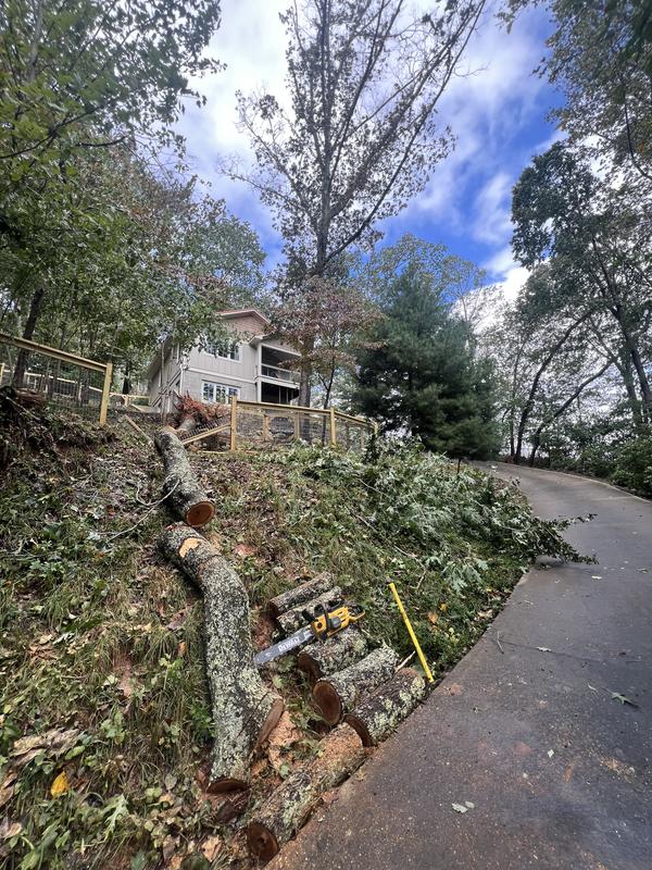 One of the smaller trees that came down
