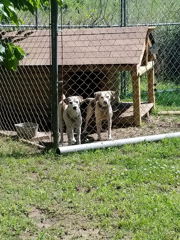 Miter saw for landscape timber Dog Cabin