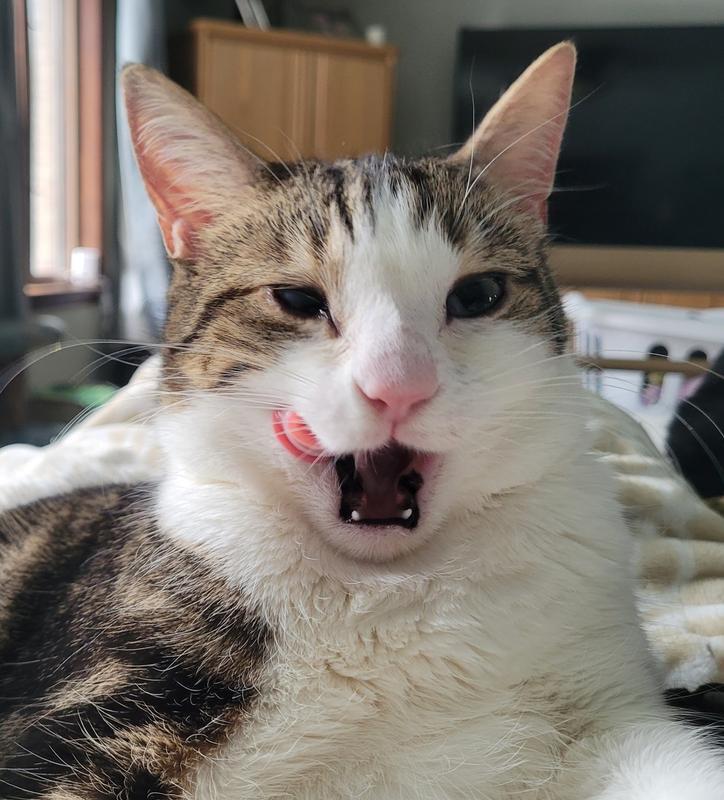 Lip smacking approved